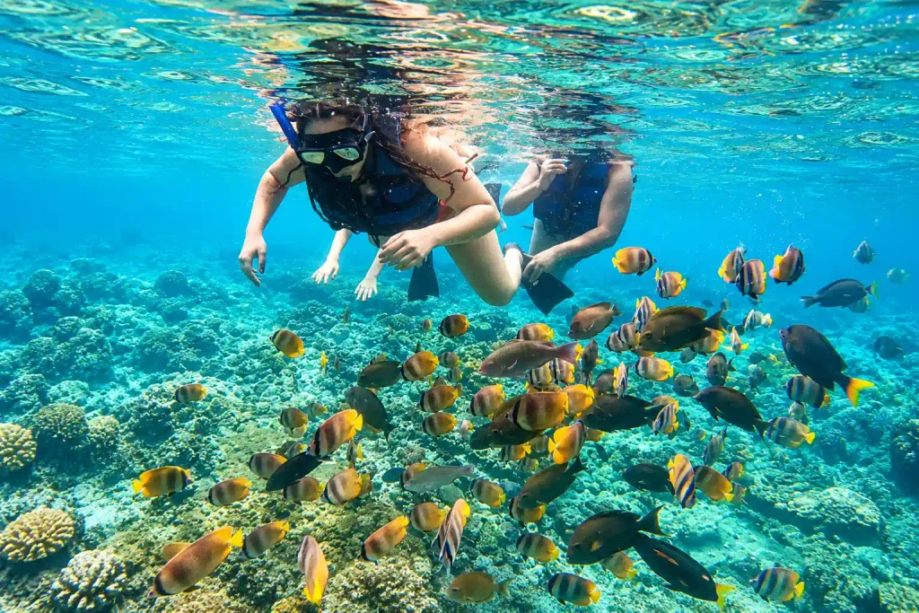 Fish swimming underwater