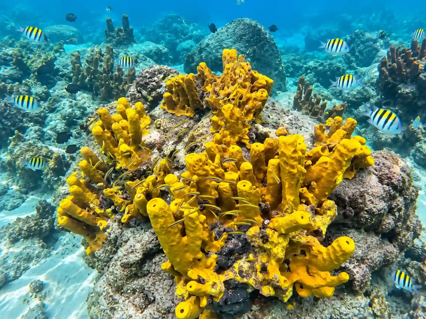 Snorkeler exploring underwater around Gili Trawangan