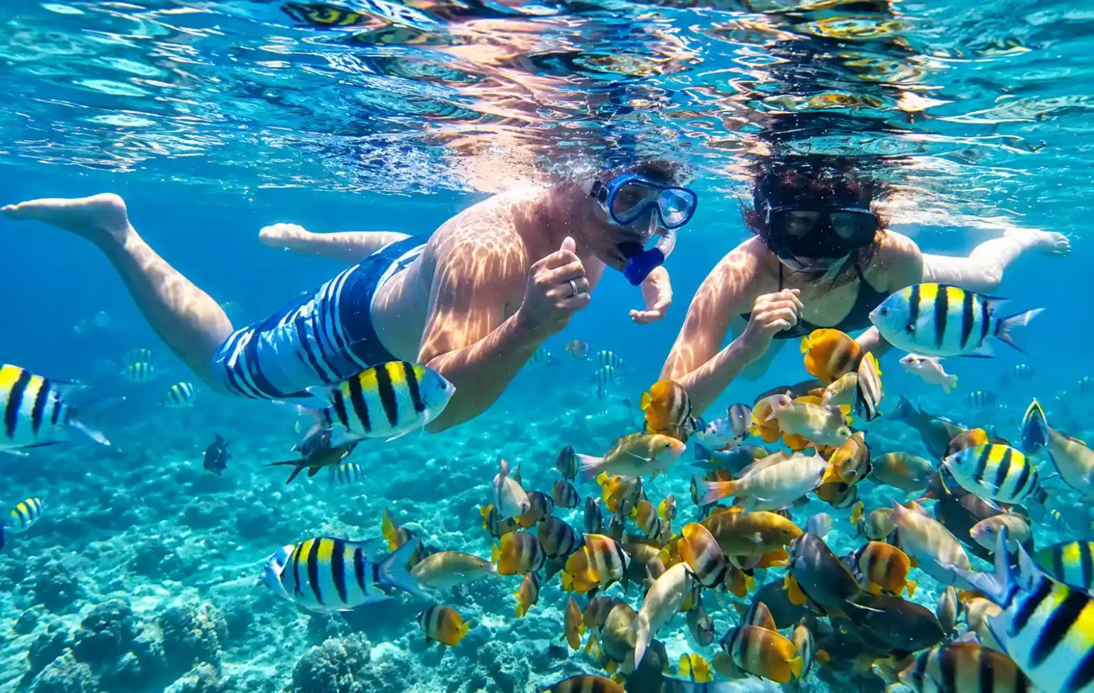 Fish swimming underwater near Gili Islands